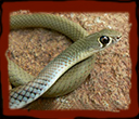 common-tree-snake