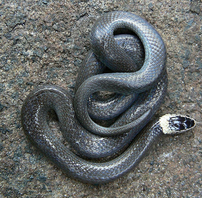 White Crowned Snake (Cacophis harriettae)